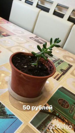 Комнатные растения цветы