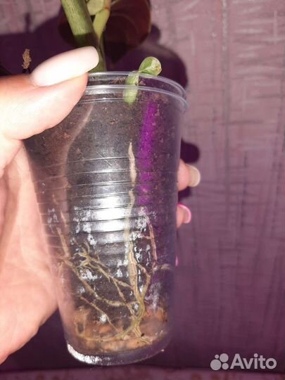 Филодендрон Криентум