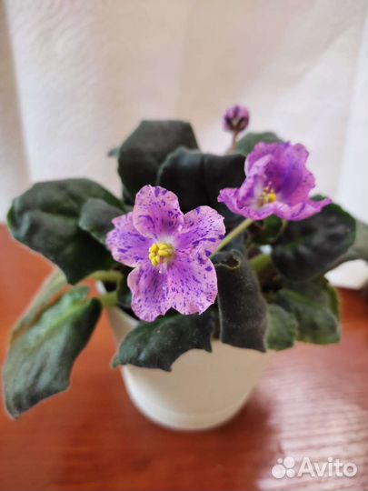 Фиалка сортовая