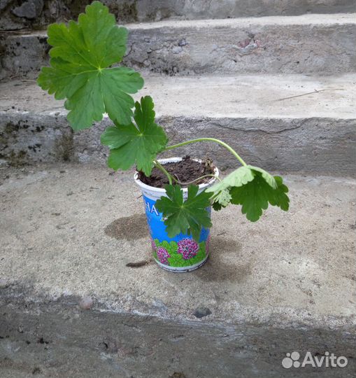 Многолетники ива извилистая девичий виноград