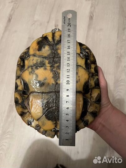 Красноухая черепаха бесплатно (взрослая)