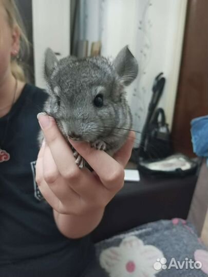 Шиншилла малыш
