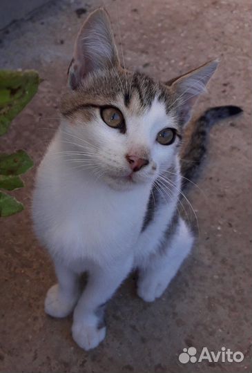 Красивые маленькие котята замерзают,мышеловы