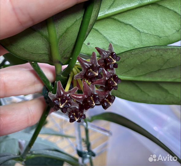 Hoya Lobbii dark red