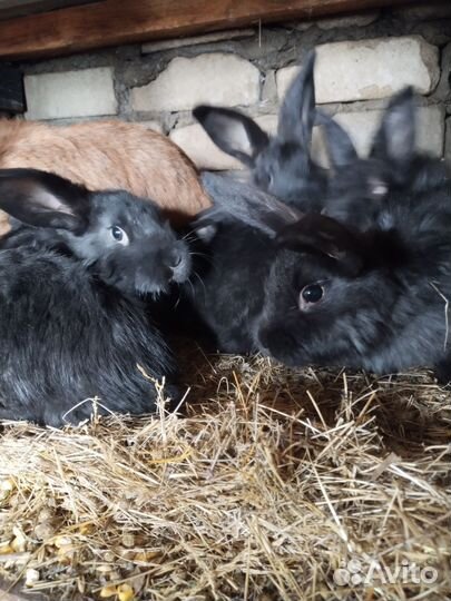 Обмен.Вьетнамские свиньи,кролики,петухи