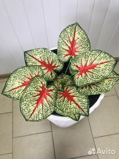 Искусственные растения в горшках