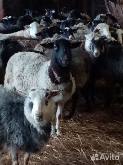 Продаем овцематок,овец