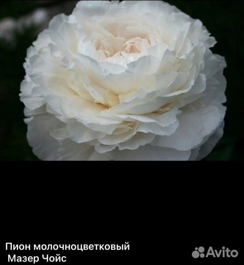 Пионы саженцы