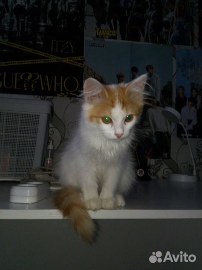 Кошка в дар бесплатно