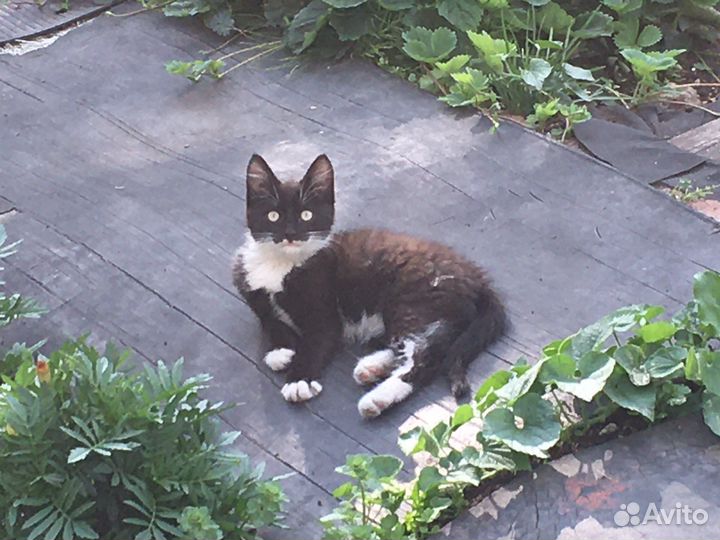 Кошки бесплатно