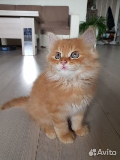 Котик 3 мес