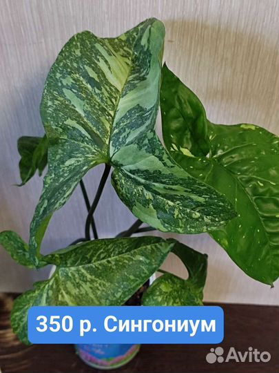 Комнатные растения