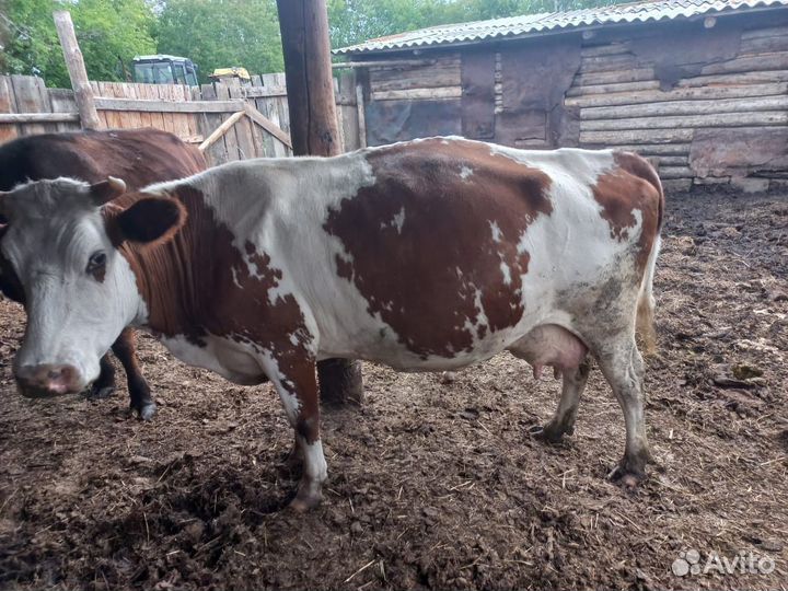 Корова стельная дойная