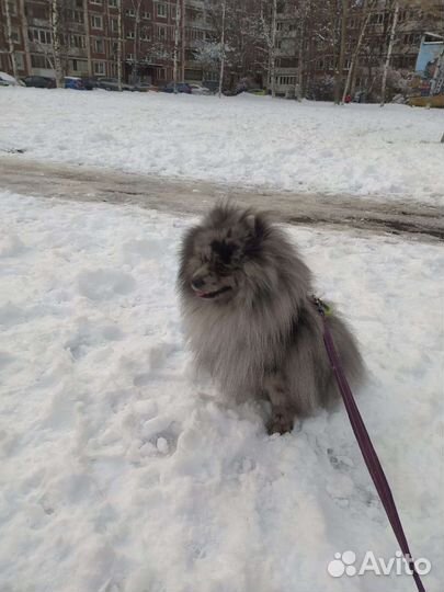 Малый немецкий шпиц (вязка)