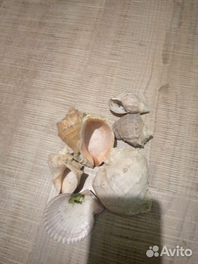 Морские ракушки раковины