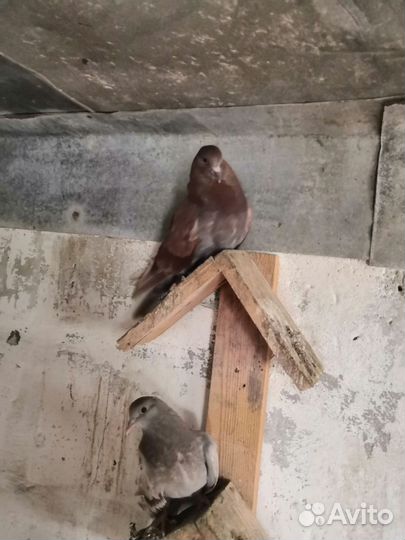 Николаевские голуби