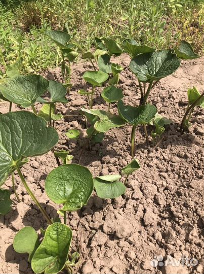 Брунера (ранний многолетник)