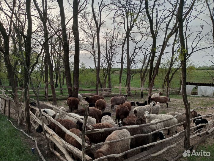Овцы бараны ягнята оптом