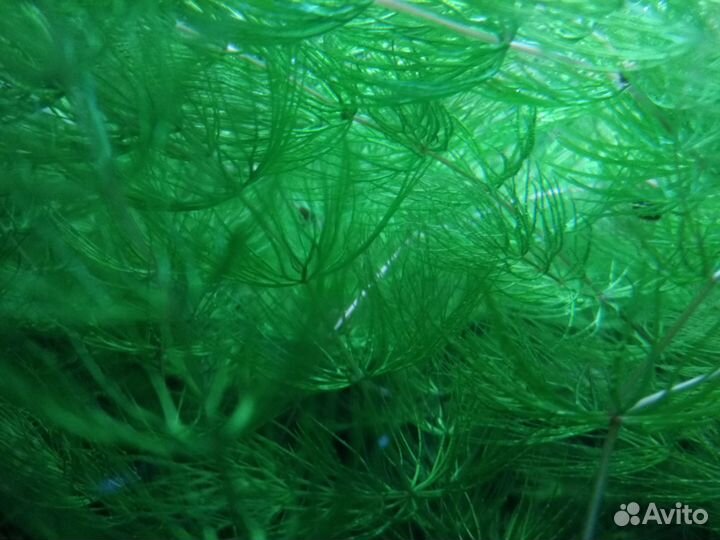 Растение аквариумное роголистник
