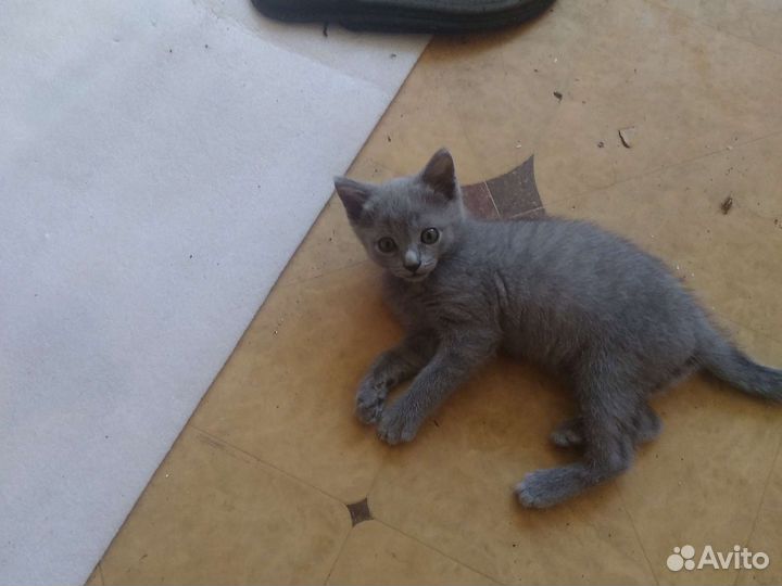Британские котята