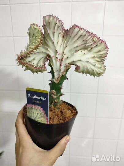 Эуфорбия кристата