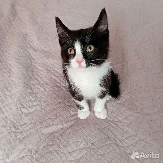 Отдам котенка в хорошие руки