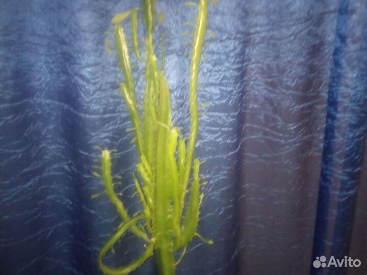 Кактус молочай