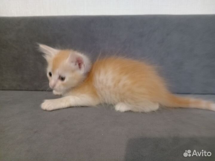 Кошки