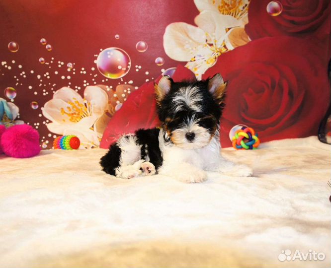 Бивер щенки документы