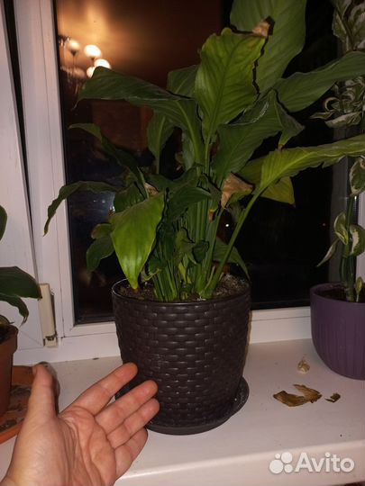 Декабрист и спатифилум