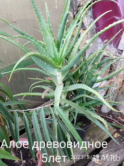 Алоэ столетник
