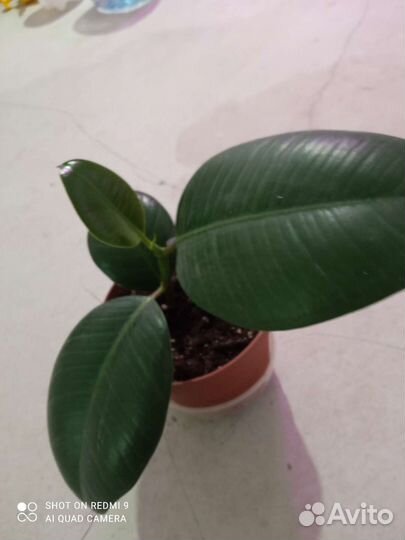 Комнатные растения