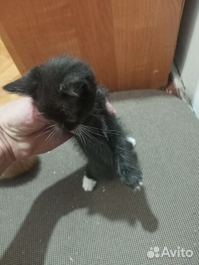 Бесплатно в дар