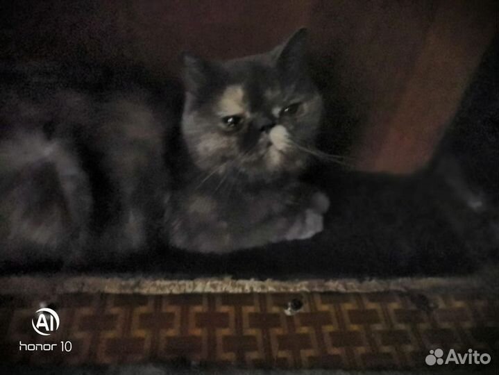 Котенок персидский