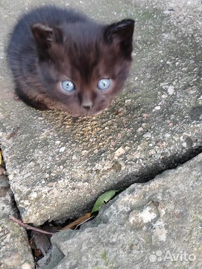 Котята в добрые руки бесплатно