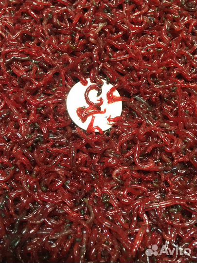 Все виды мотыля для аквариумных рыб