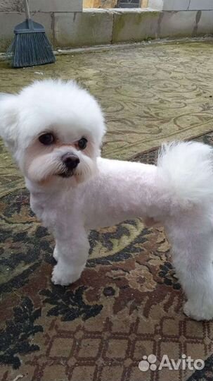 Мальтезе вязка