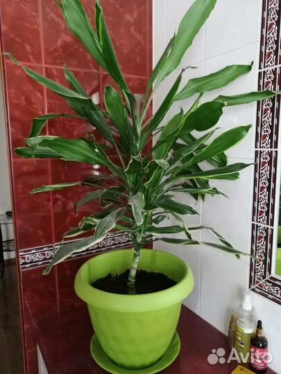 Домашние цветы