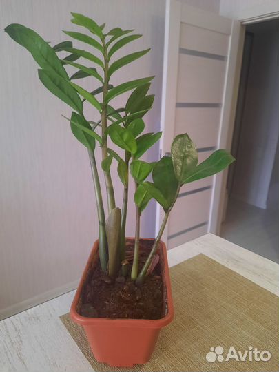 Замиакулькас