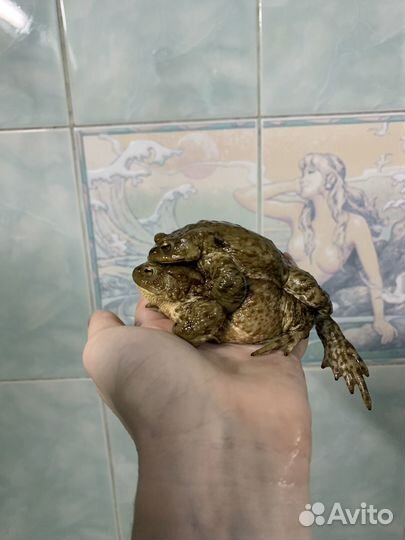 Жабы обыкновенные (Bufo bufo)