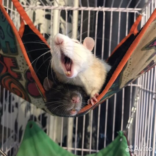 Передержка грызунов