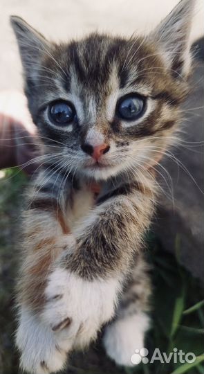 Котенок в добрые руки