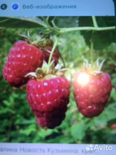 Кустик малины