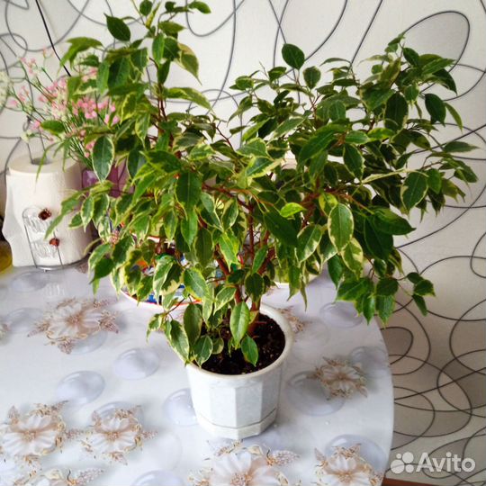 Фикус бенджамина