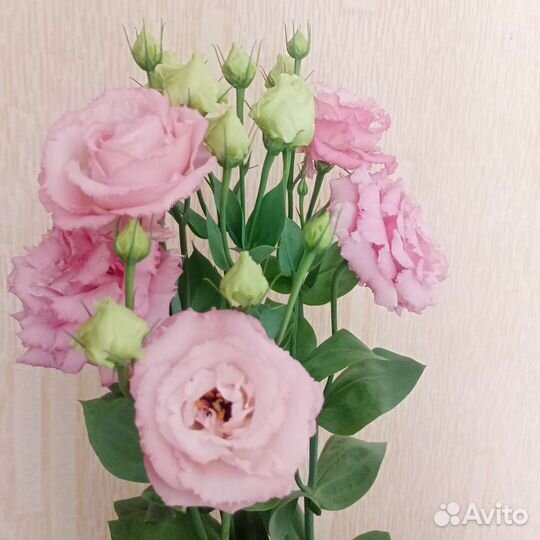 Эустома.Роза. Цветок в горшке