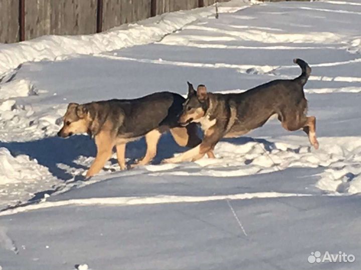 Собака убежали из Лизуново