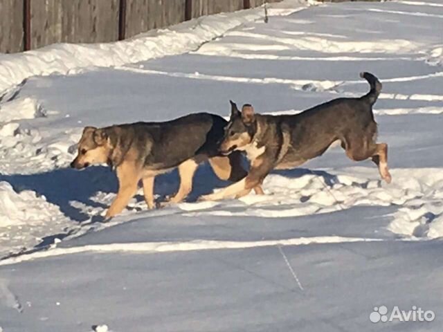 Собака убежали из Лизуново