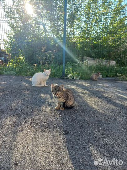 Кошка, котята
