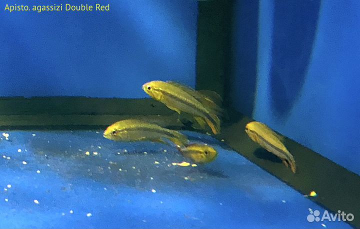 Апистограммы