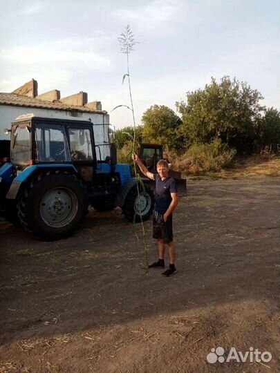 Сорго суданское